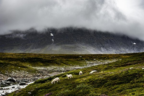 Camping avec animaux acceptés: quelles réglementations?